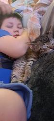 Lost Male Cat last seen 9th and hydraulic, Wichita, KS 67214