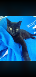 Lost Male Cat last seen Ebbtide Drive, North Palm Beach, FL 33408