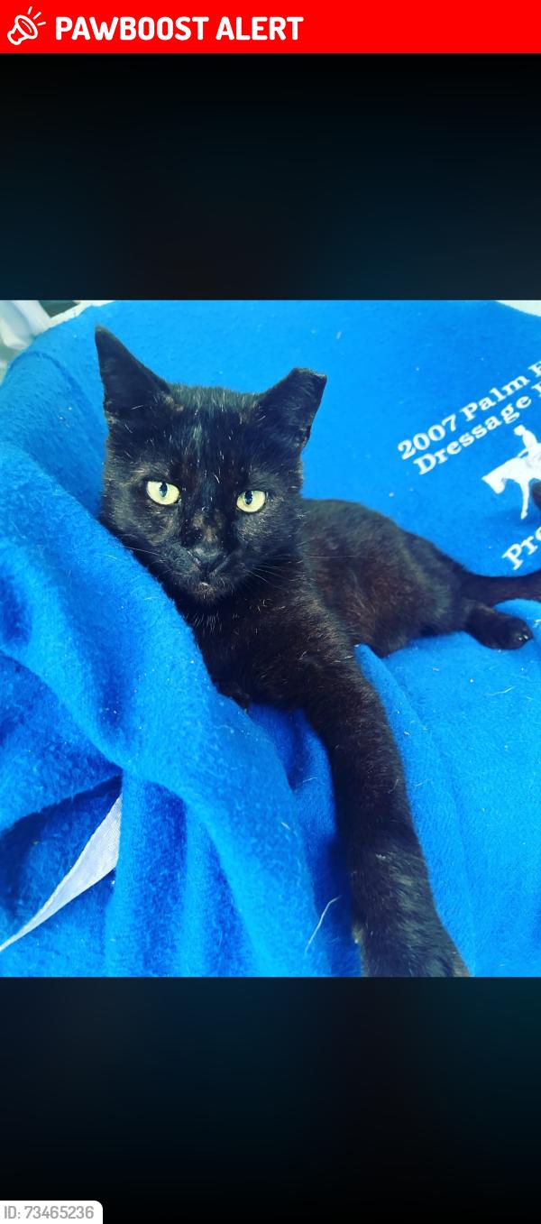 Lost Male Cat last seen Ebbtide Drive, North Palm Beach, FL 33408