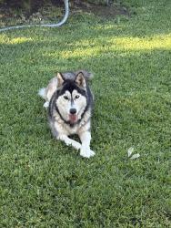 Reunited Female Dog last seen Chatsworth and Woodman, Los Angeles, CA 91345
