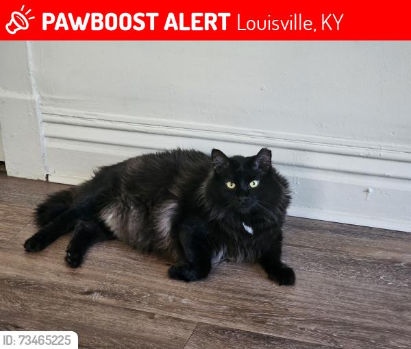 Lost Male Cat last seen Herb Finkle way, Dupont Manual High School, Lee St, 2nd st,, Louisville, KY 40208