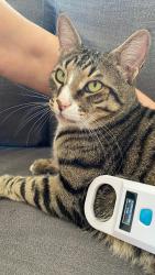 Reunited Male Cat last seen Norfolk Garden, Chapel Allerton, England 