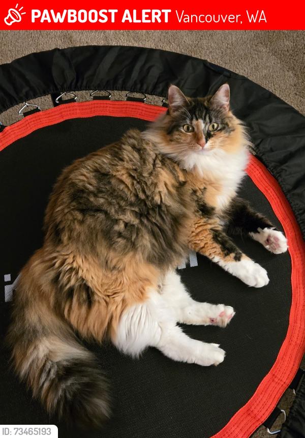 Lost Female Cat last seen padden parkway and 137th st, Vancouver, WA 98682