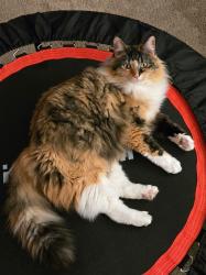 Lost Female Cat last seen padden parkway and 137th st, Vancouver, WA 98682