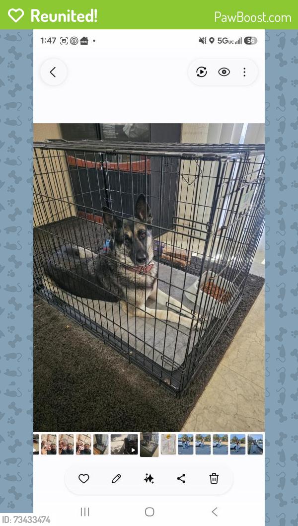 Reunited Female Dog last seen 8 mile rd stockton ca, Stockton, CA 95209