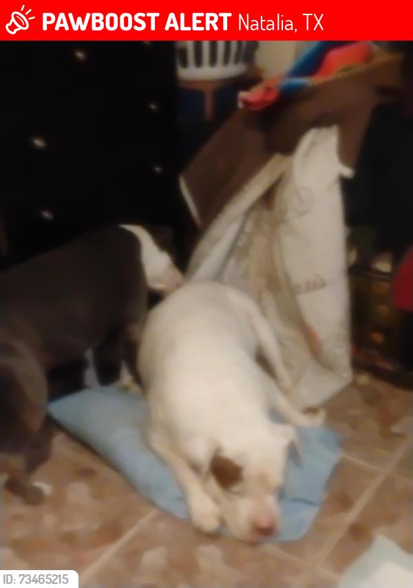 Lost Male Dog last seen Rest area going south on IH 35, Natalia, TX 78059
