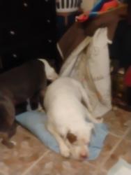 Lost Male Dog last seen Rest area going south on IH 35, Natalia, TX 78059