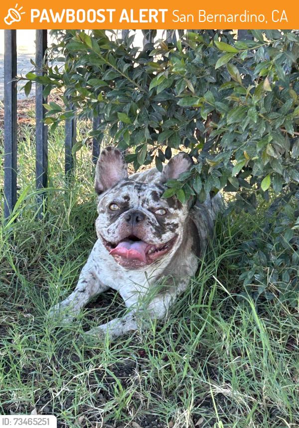 Found/Stray Female Dog last seen Near W mill st san Bernardino ca, San Bernardino, CA 92410
