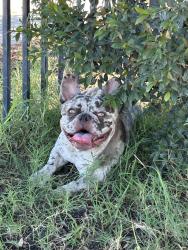 Found/Stray Female Dog last seen Near W mill st san Bernardino ca, San Bernardino, CA 92410