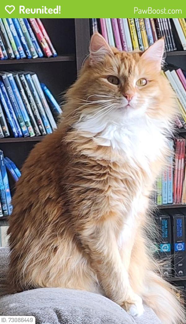 Reunited Female Cat last seen E 31st Ave and Baxter Rd, Anchorage, AK 99504