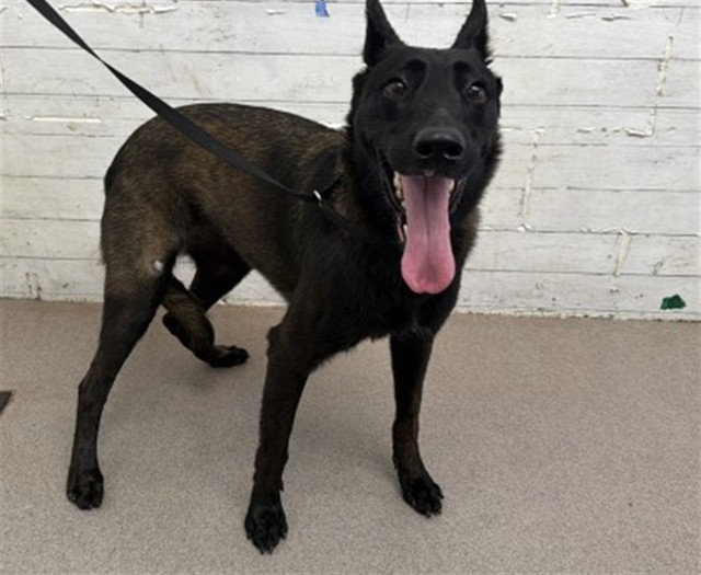 Shelter Stray Female Dog last seen E WINCHESTER DR X N SYCAMORE AVE, 333 Chandler Pl, San Bernardino, CA 92408, USA