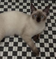 Reunited Male Cat last seen Near Grace Ave ste 56, Hollywood, CA 90028, USA, Los Angeles, CA 90028