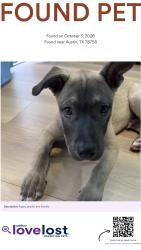 Found/Stray Male Dog last seen Rutland Dr, Austin, TX 78758