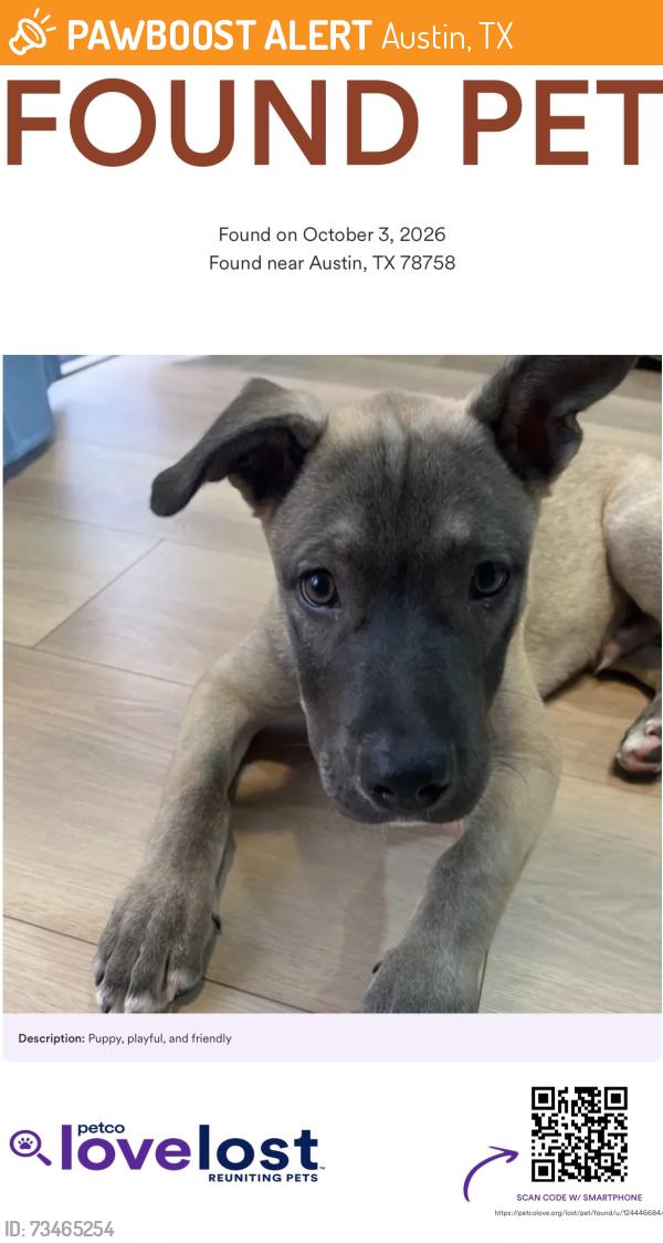 Found/Stray Male Dog last seen Rutland Dr, Austin, TX 78758