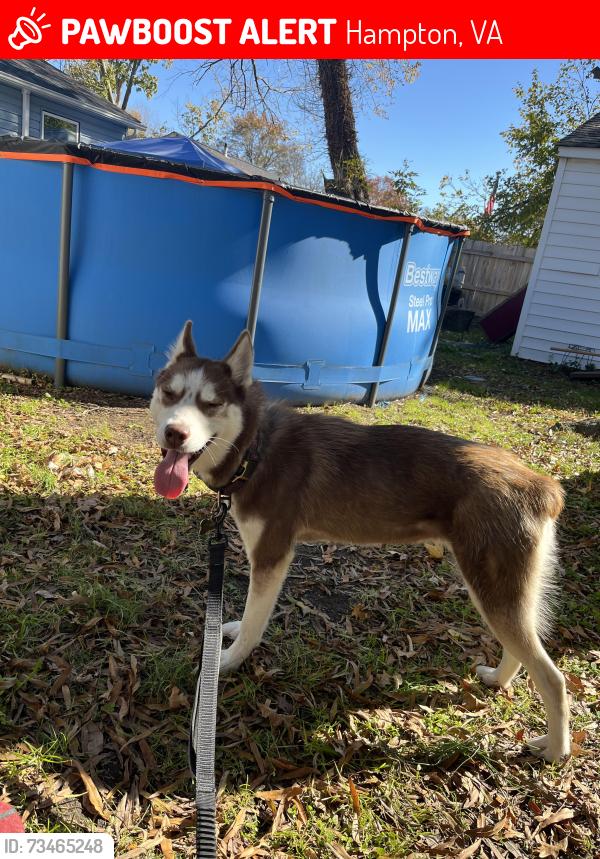 Lost Female Dog last seen Near on beach rd foxhill Hampton Va, Hampton, VA 23664