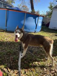 Lost Female Dog last seen Near on beach rd foxhill Hampton Va, Hampton, VA 23664