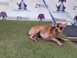 Shelter Stray Male Dog last seen , 2769 Conroy Rd, Orlando, FL 32839, USA