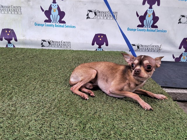 Shelter Stray Male Dog last seen , 2769 Conroy Rd, Orlando, FL 32839, USA