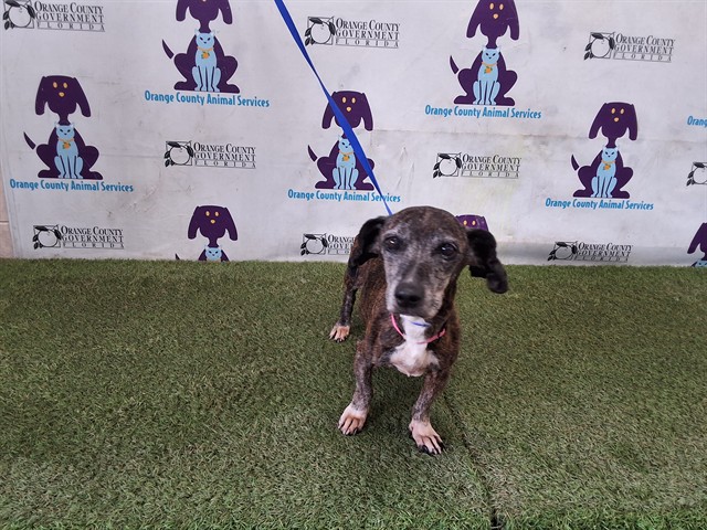 Shelter Stray Female Dog last seen , 2769 Conroy Rd, Orlando, FL 32839, USA