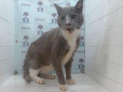 Shelter Stray Male Cat last seen , 2769 Conroy Rd, Orlando, FL 32839, USA