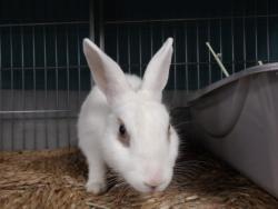 Shelter Stray Female Other last seen , 11361 W Pico Blvd, Los Angeles, CA 90064, USA