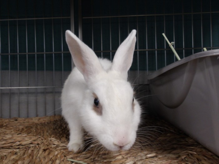 Shelter Stray Female Other last seen , 11361 W Pico Blvd, Los Angeles, CA 90064, USA