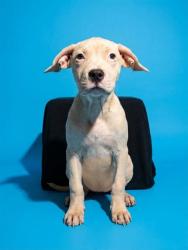 Shelter Stray Female Dog last seen SKYE DR, 2020 Forest St, Jacksonville, FL 32204, USA