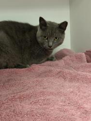 Shelter Stray Female Cat last seen Near, 5001 E Raymond St, Indianapolis, IN 46203, USA