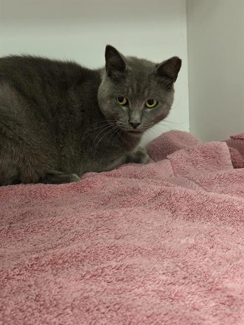 Shelter Stray Female Cat last seen Near, 5001 E Raymond St, Indianapolis, IN 46203, USA