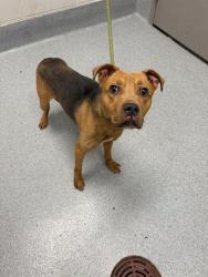 Shelter Stray Female Dog last seen Near, 5001 E Raymond St, Indianapolis, IN 46203, USA