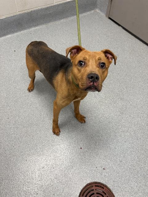 Shelter Stray Female Dog last seen Near, 5001 E Raymond St, Indianapolis, IN 46203, USA