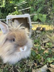 Shelter Stray Female Other last seen Near, 5001 E Raymond St, Indianapolis, IN 46203, USA