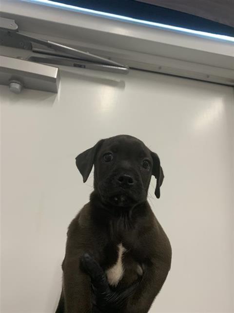 Shelter Stray Male Dog last seen Near BLOCK N BLYTHE AVE, FRESNO CA 93722, 5277 E Airways Blvd, Fresno, CA 93727, USA
