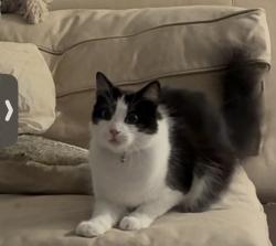 Reunited Male Cat last seen Near Keats St, San Diego, CA 92106, USA, San Diego, CA 92106