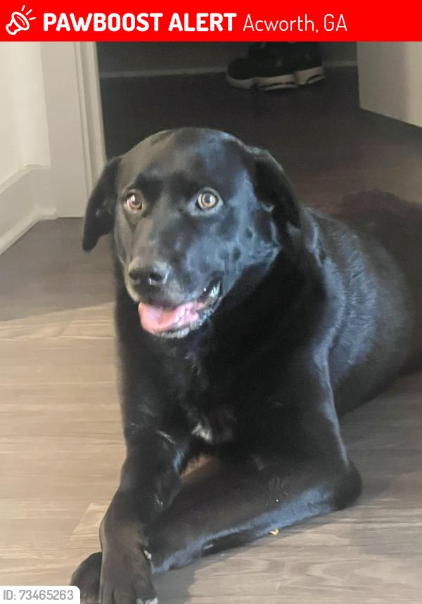 Lost Male Dog last seen Acworth/Emerson Lake, Acworth, GA 30102