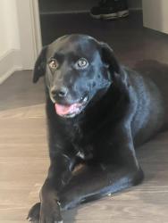 Lost Male Dog last seen Acworth/Emerson Lake, Acworth, GA 30102