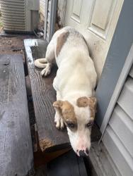 Found/Stray Male Dog last seen Near Main Street. Behind Dairy Queen and chic fil a, Cleburne, TX 76033