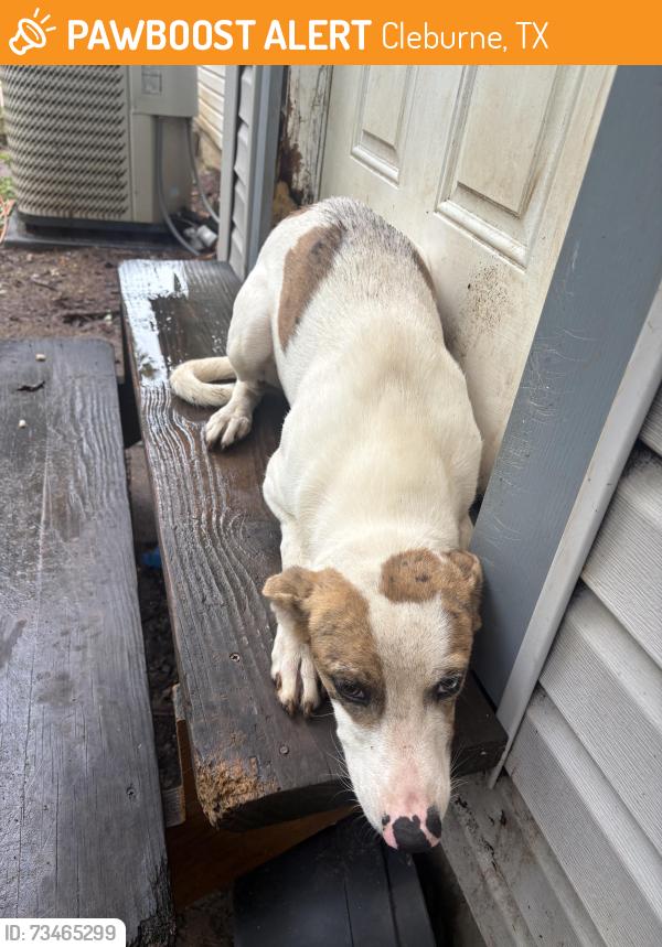 Found/Stray Male Dog last seen Near Main Street. Behind Dairy Queen and chic fil a, Cleburne, TX 76033