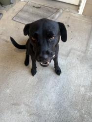 Lost Female Dog last seen Here, Tahlequah, OK 74464