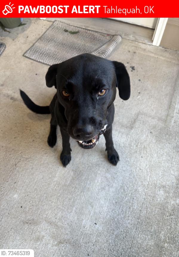 Lost Female Dog last seen Here, Tahlequah, OK 74464