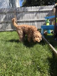 Reunited Male Dog last seen Larksdale Drive, Hemhill Drive, Galloway, OH 43119