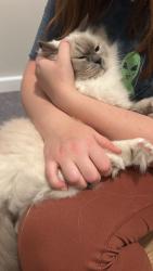 Reunited Female Cat last seen Kennet close. Nearby Clapham Junction station., Greater London, England SW11 2DG