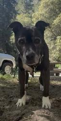 Lost Female Dog last seen High St and Pleasant Valley Rd above Historic Wells Fargo Building, Nevada County, CA 95960