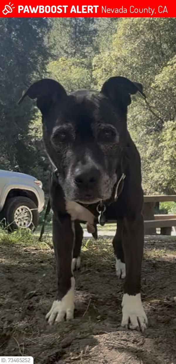 Lost Female Dog last seen High St and Pleasant Valley Rd above Historic Wells Fargo Building, Nevada County, CA 95960