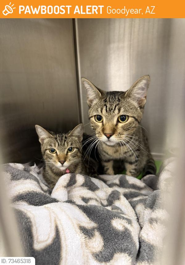 Found/Stray Unknown Cat last seen W Moreland St Stop Sign, Goodyear, AZ 85338