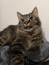 Lost Male Cat last seen Billy Mills Middle School, Lawrence, KS 66046