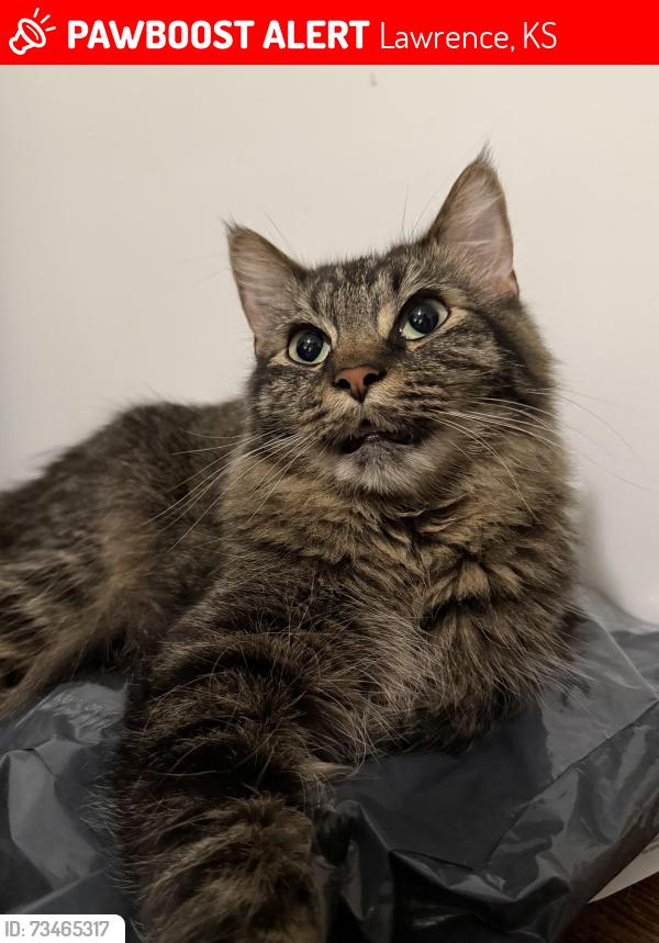 Lost Male Cat last seen Billy Mills Middle School, Lawrence, KS 66046
