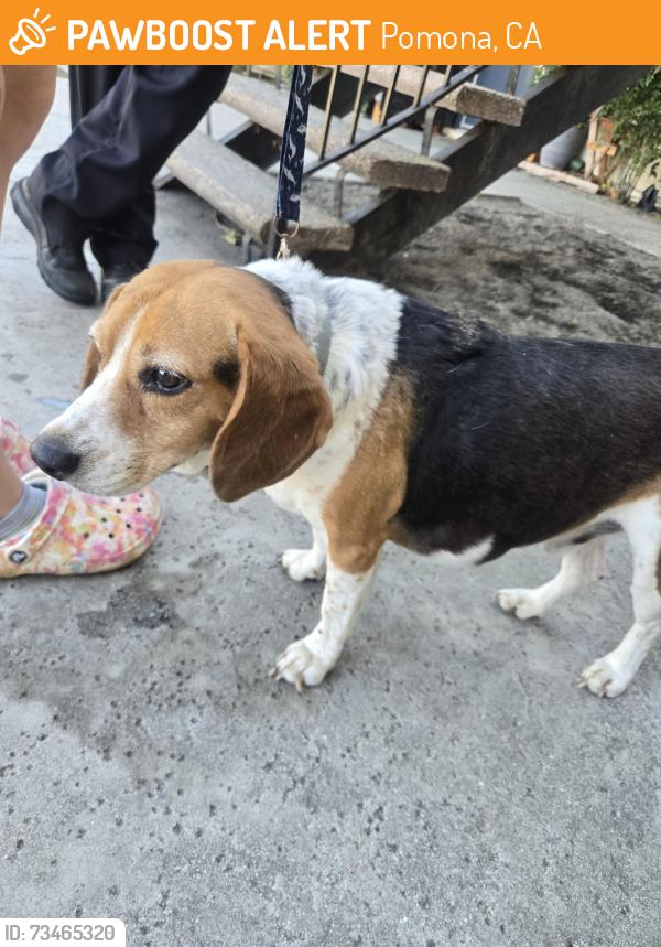 Found/Stray Male Dog last seen Pomona, Gary and olive, Pomona, CA 91766