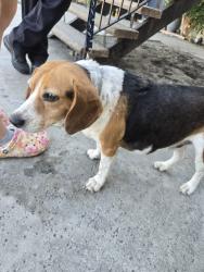 Found/Stray Male Dog last seen Pomona, Gary and olive, Pomona, CA 91766