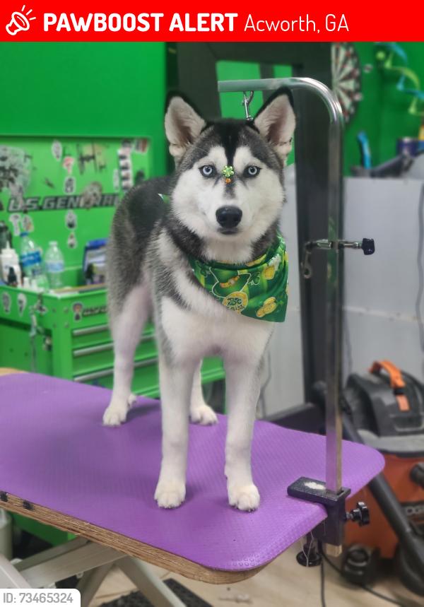 Lost Female Dog last seen Blueberry and needle point, Acworth, GA 30102